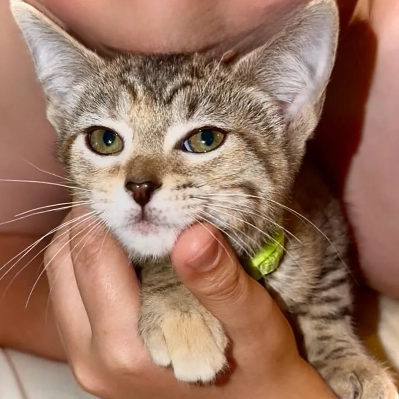 Pepper thumbnail 2