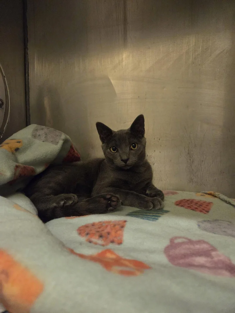 A young medium-sized male Russian Blue cat named Coco for adoption in Flint Hill, VA