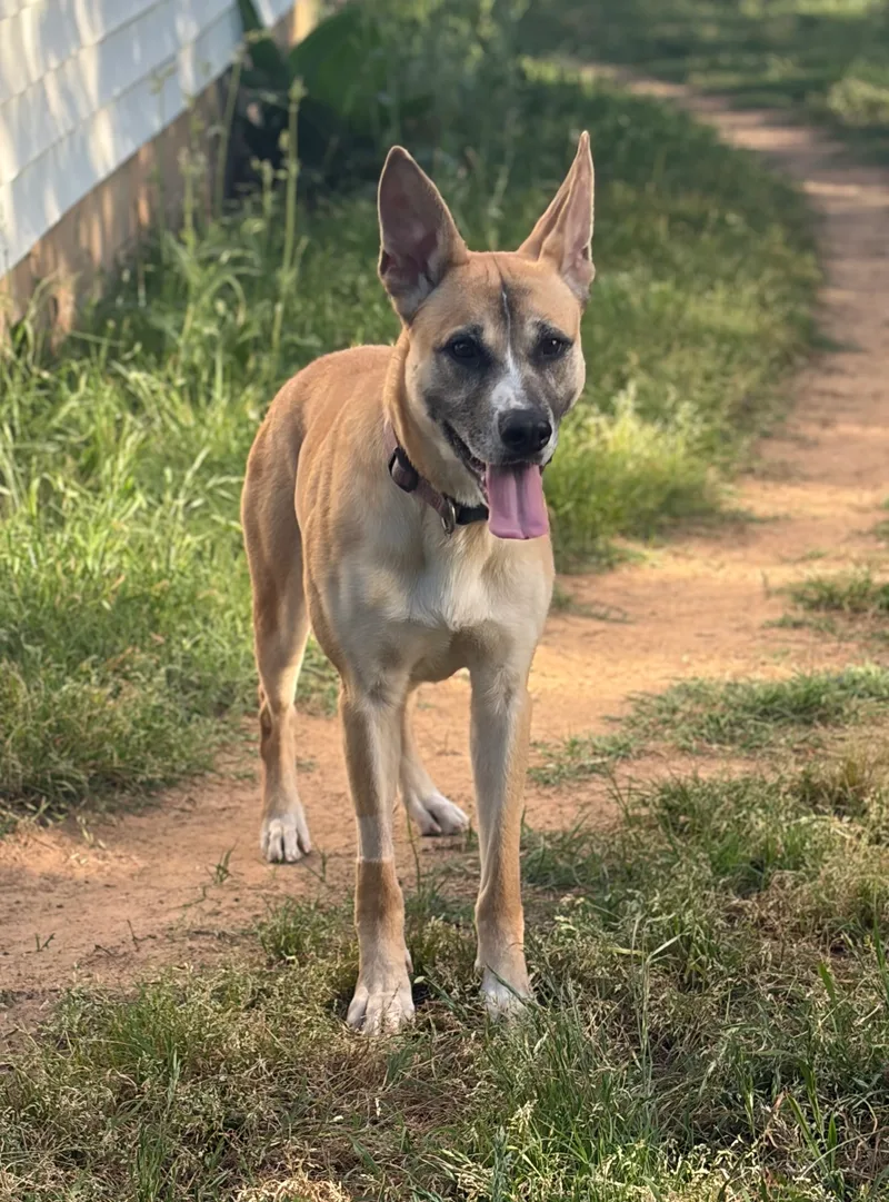 An adult large-sized female Tan and black German Shepherd Dog dog named Kinley for adoption