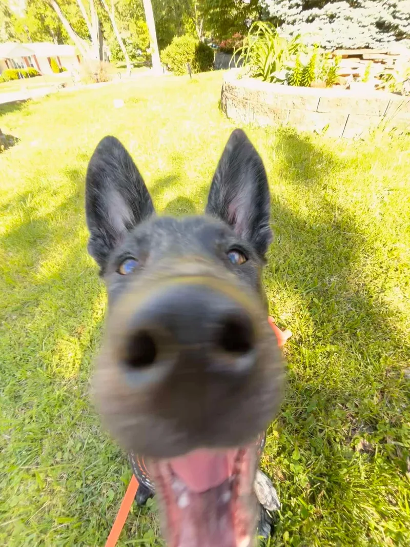 Sampson thumbnail 5