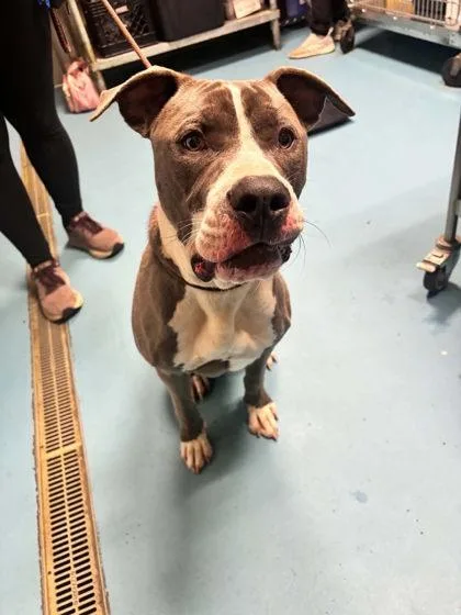 An adult large-sized male Mixed Breed dog named Blabbe for adoption in Hobart, IN