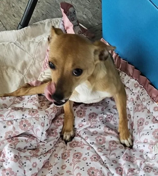 A young small-sized female Yellow / Tan / Blond / Fawn Chiweenie dog named Josie for adoption in Longview, WA