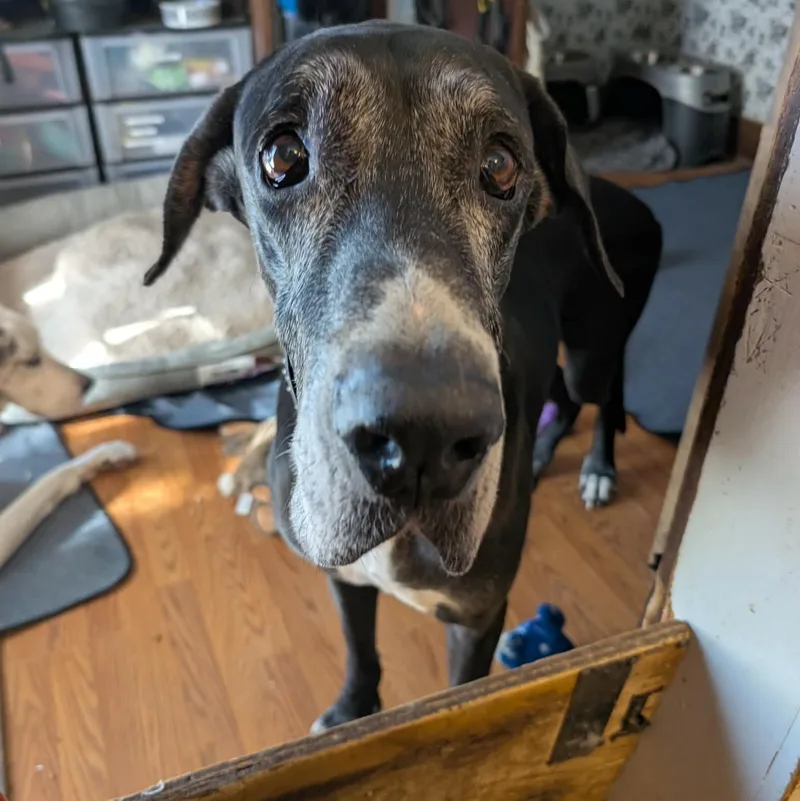 A senior extra large-sized male Black Great Dane dog named Drew for adoption in Bullard, TX