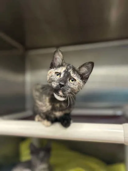 A baby small-sized female Domestic Short Hair cat named Ty Lee for adoption in Munster, IN