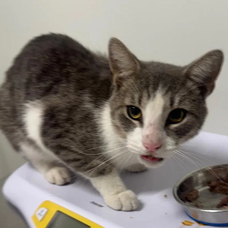 An adult small-sized male Gray / Blue / Silver Domestic Short Hair cat named Kanye Pepper for adoption in York, PA