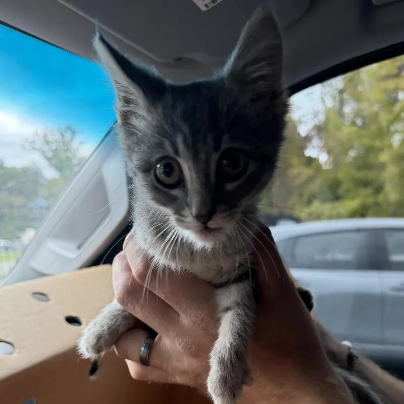 A baby small-sized male Domestic Medium Hair cat named Belew for adoption in Winston-Salem, NC