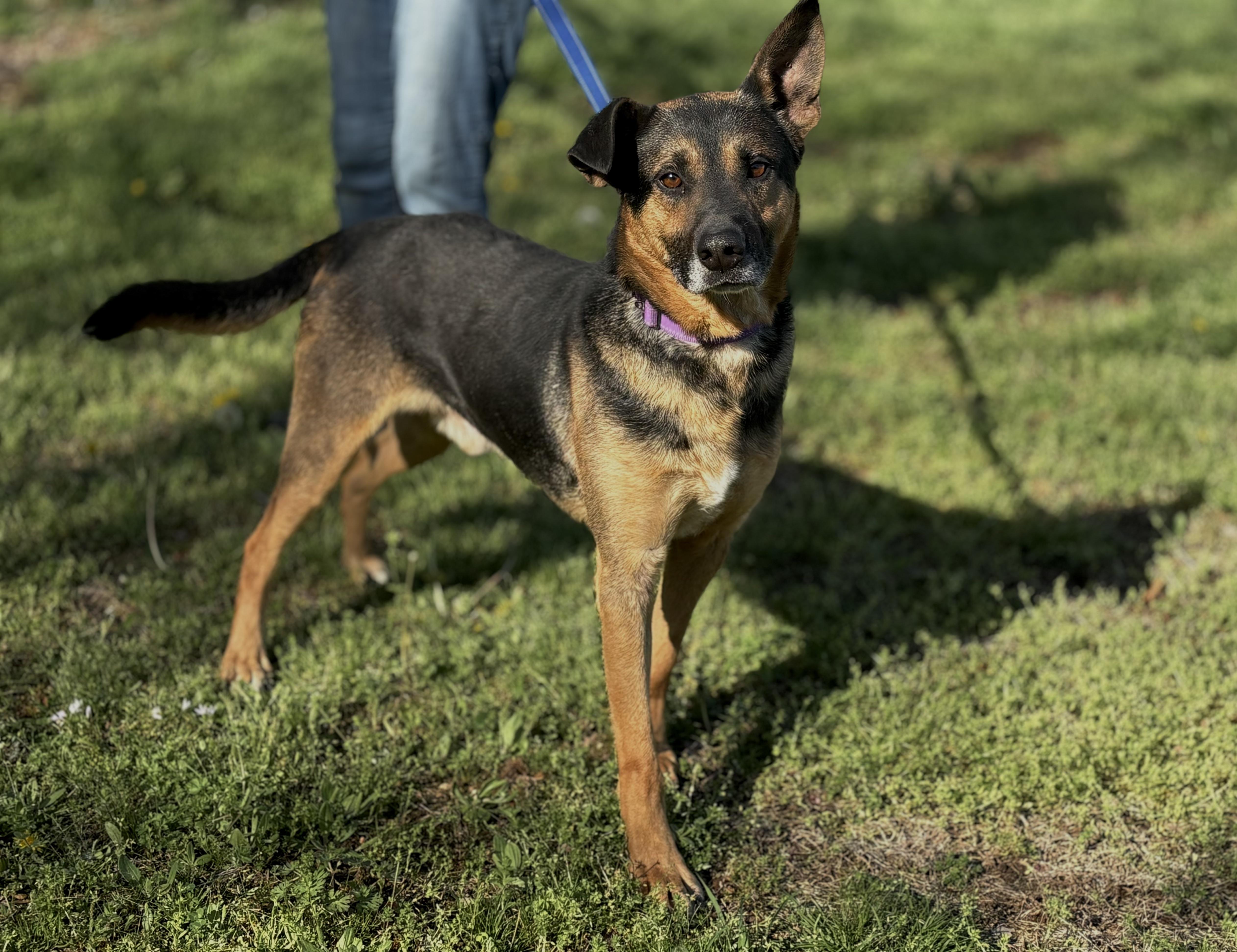 Roman  Transport thumbnail 2