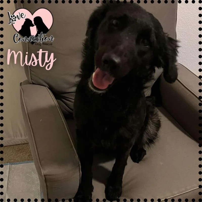 A young medium-sized female Curly-Coated Retriever dog named Misty for adoption in Gilbert, AZ