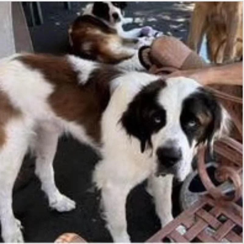 An adult extra large-sized male White / Cream Saint Bernard dog named Farley for adoption in Santa Rosa, CA