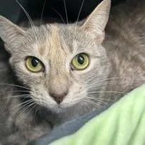 An adult medium-sized female Gray / Blue / Silver Domestic Short Hair cat named Ulta for adoption in New York, NY