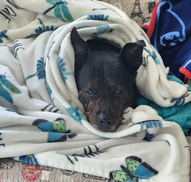 A senior medium-sized female Black Cattle Dog dog named Baby for adoption in Independence, MO