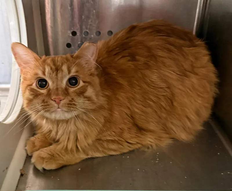 A young small-sized male Domestic Long Hair cat named Tangerine for adoption in Columbia, TN