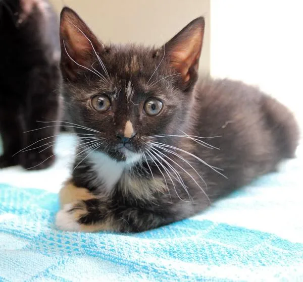 A baby small-sized female Tortoiseshell Domestic Short Hair cat named Paperclip for adoption in Mansfield, MA