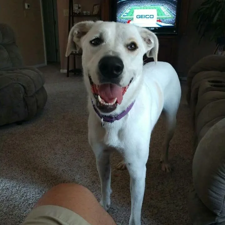 A senior large-sized female White / Cream Labrador Retriever dog named Amara for adoption in Lancaster, OH