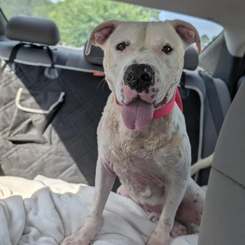 An adult large-sized male White / Cream American Bulldog dog named Poncho for adoption in Covington, GA