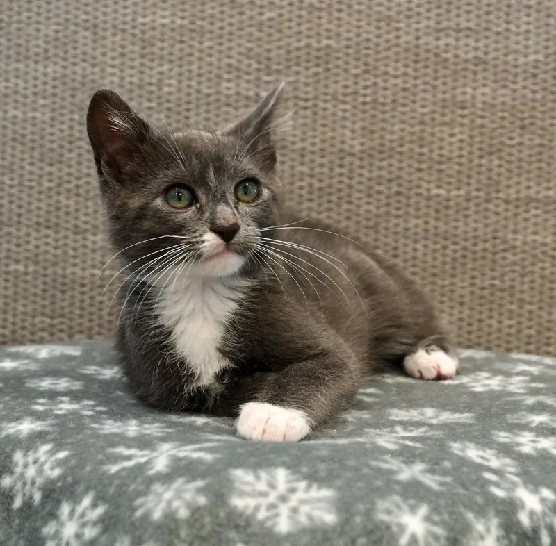 A baby small-sized male Domestic Short Hair cat named Ricky for adoption in Oakland, CA