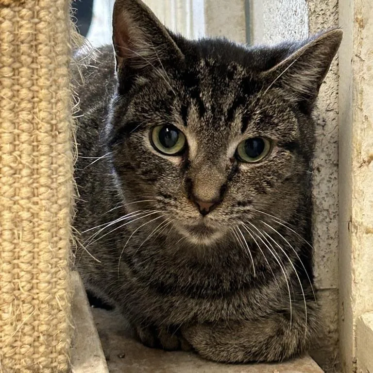 An adult small-sized male Domestic Short Hair cat named Barry for adoption in Ontario, CA