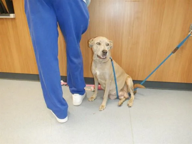 An adult large-sized female Labrador Retriever dog named Tati for adoption in San Jose, CA