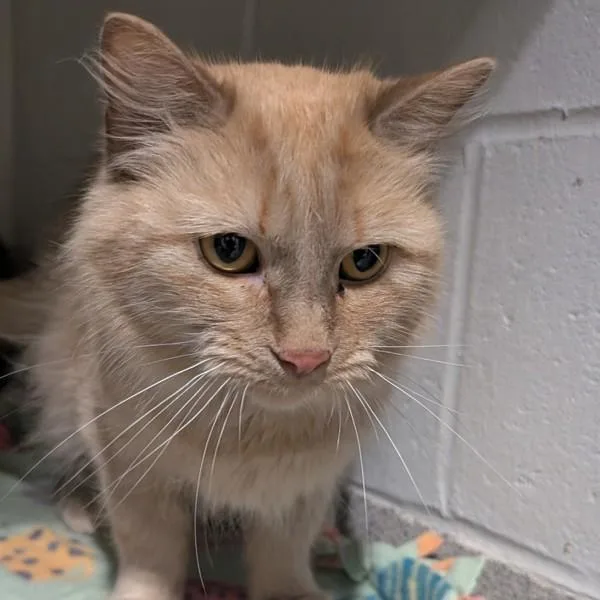 An adult medium-sized female Domestic Short Hair cat named Zuka Bonded Buddy for adoption in Des Moines, IA
