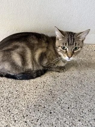 An adult medium-sized female Domestic Short Hair cat named Alice for adoption in Lafayette, IN