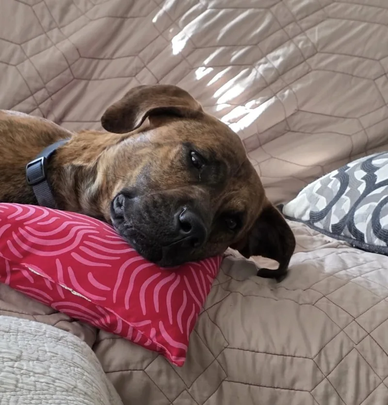 An adult medium-sized male Bicolor Plott Hound dog named Anubis for adoption in MOORESVILLE, NC