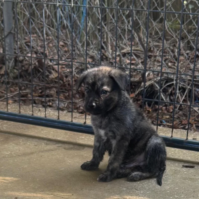A baby small-sized male Black German Shepherd Dog dog named Tiny Tim for adoption in Hinesville, GA