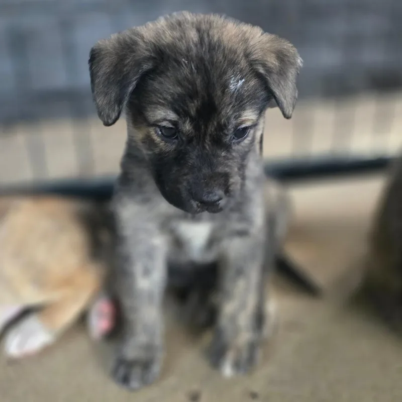 Tiny Tim thumbnail 6