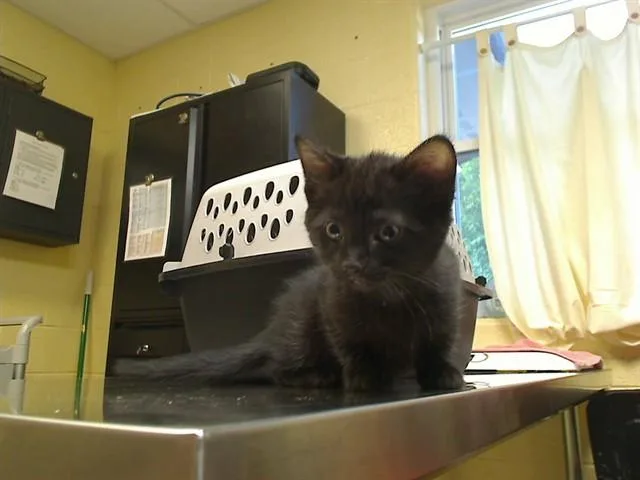 A baby medium-sized male Domestic Short Hair cat named Starbuck for adoption in Cookeville, TN