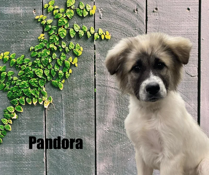 A baby extra large-sized female Tricolor (Brown, Black, & White) Great Pyrenees dog named Pandora for adoption in Marshville, NC