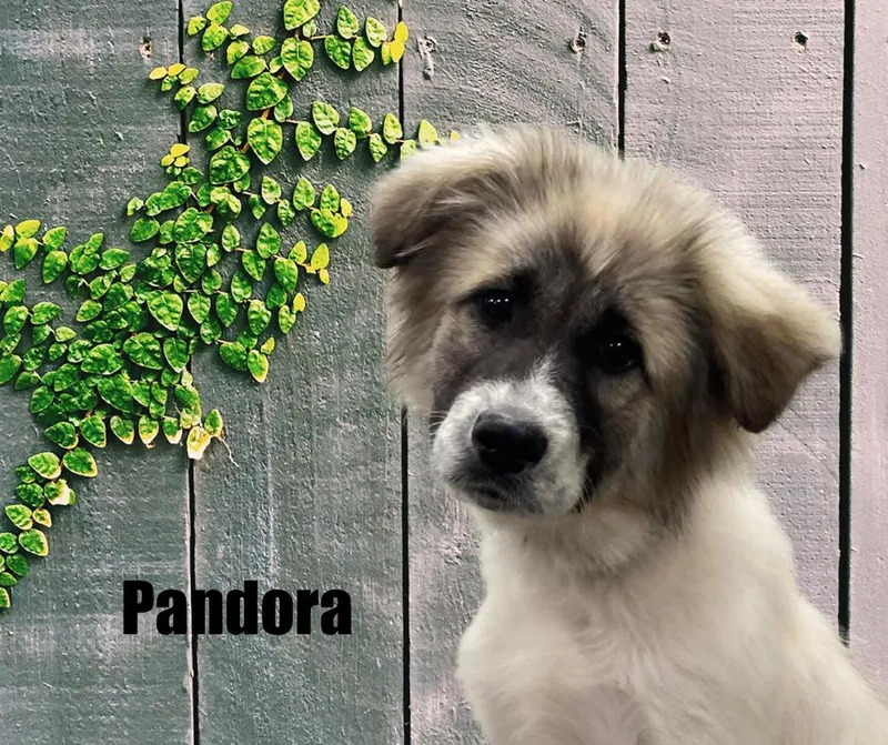 Pandora thumbnail 2