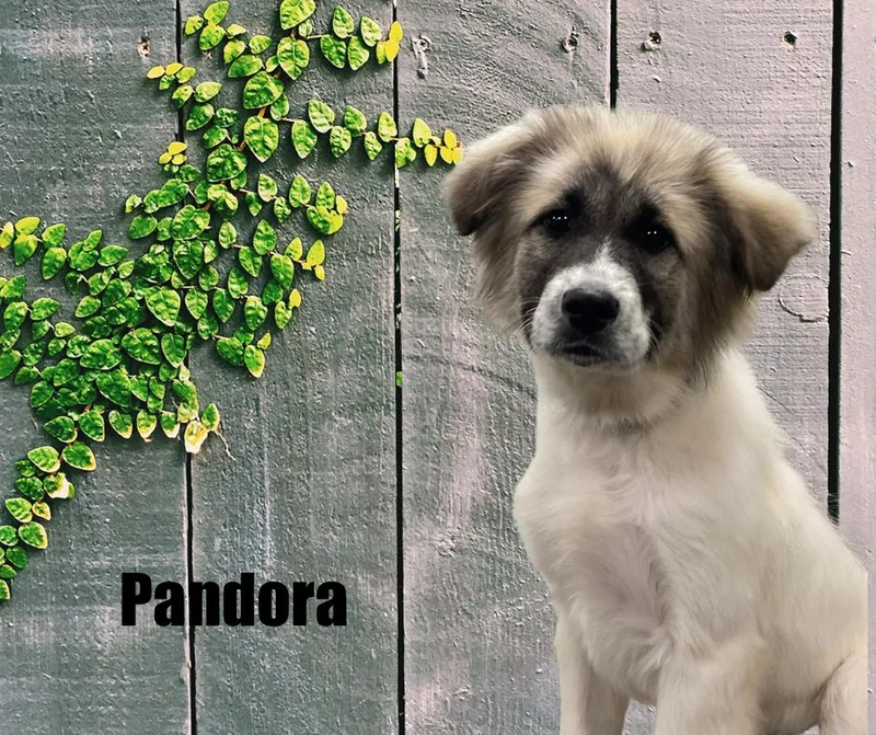 Pandora thumbnail 3