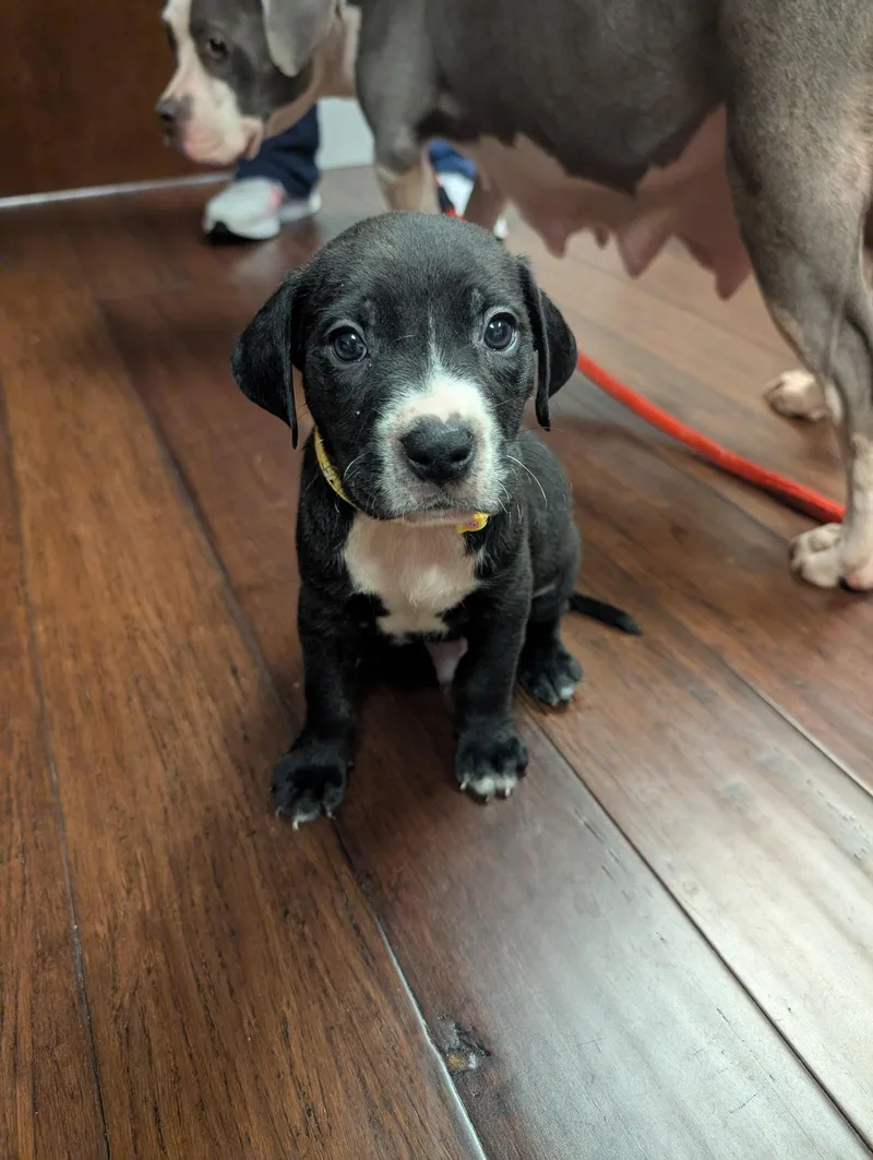 A baby medium-sized male Terrier dog named Hershey Candy Litter for adoption in Holly Springs, NC
