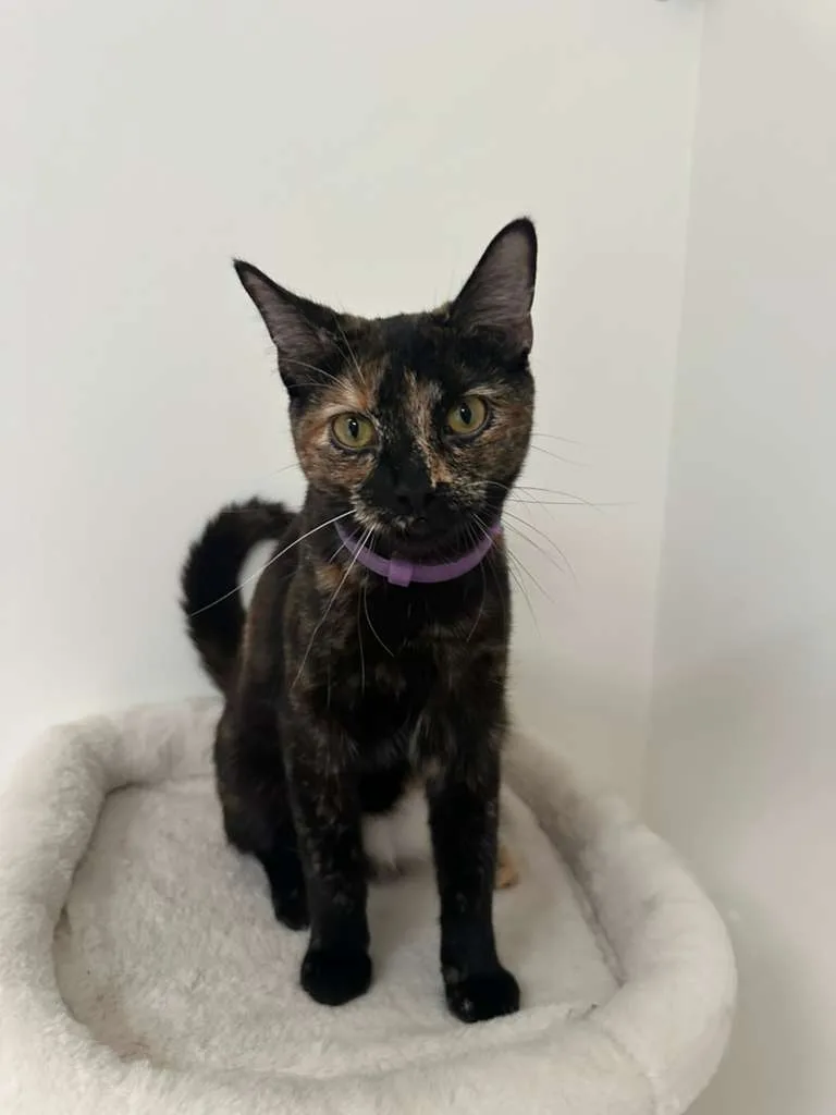 A young small-sized female Tortoiseshell Domestic Short Hair cat named Doodle for adoption