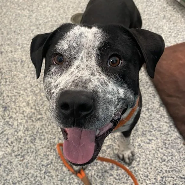 A young large-sized male Labrador Retriever dog named Cane for adoption in Golden, CO