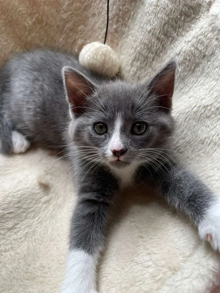 A baby small-sized female gray Domestic Short Hair cat named Princess Bubblegum (bonded w/ BMO) for adoption