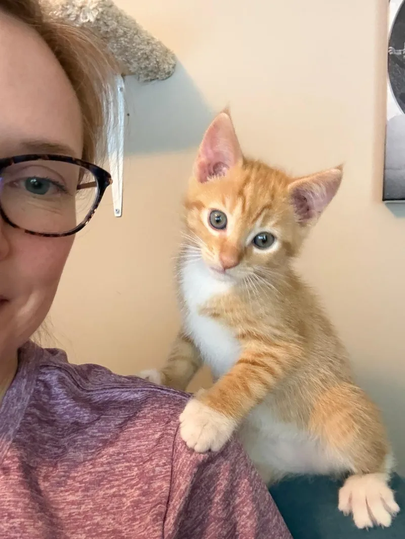 A baby small-sized male orange Domestic Short Hair cat named BMO (bonded with Princess Bubblegum) for adoption