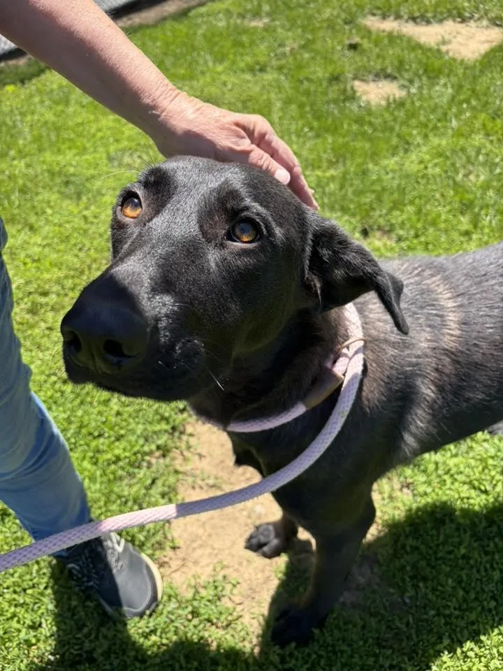 An adult large-sized female Black Shepherd dog named Nelly for adoption in Winchester, VA