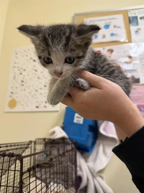 A baby small-sized female Domestic Short Hair cat named Mocha for adoption in Fremont, CA