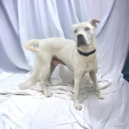 Frosting thumbnail 2