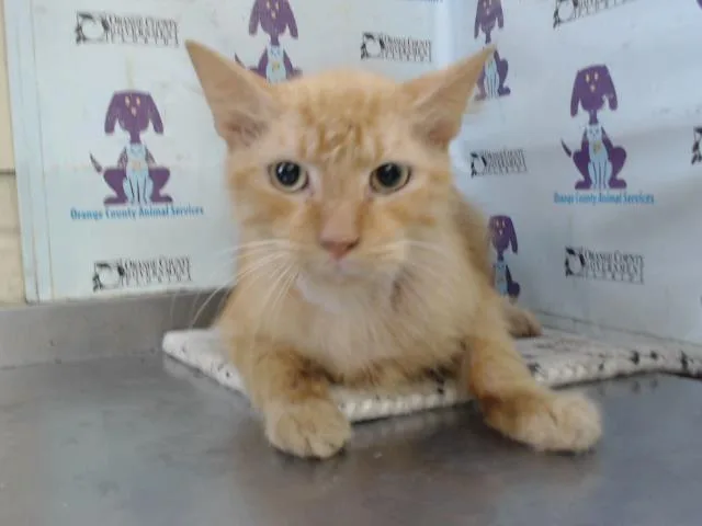 An adult large-sized male Domestic Short Hair cat named Henry for adoption in Orlando, FL