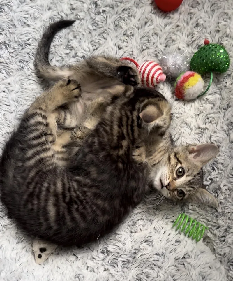 Gia And Georgie thumbnail 3