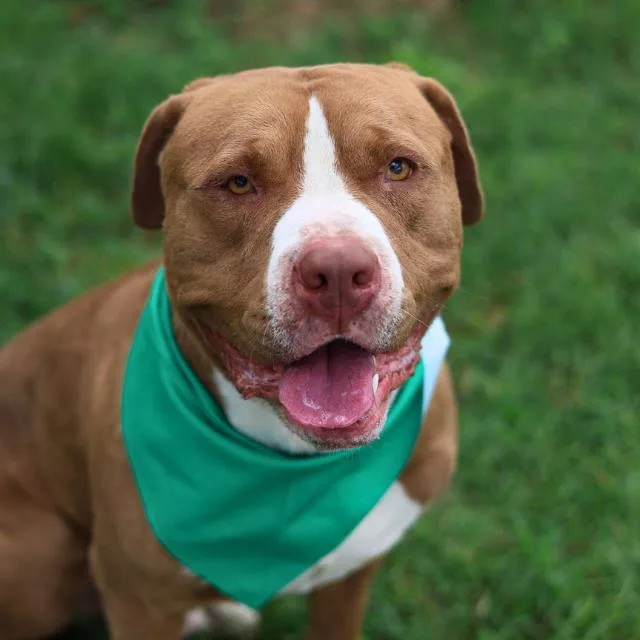 A young medium-sized male Pit Bull Terrier dog named Babygorilla for adoption in San Antonio, TX