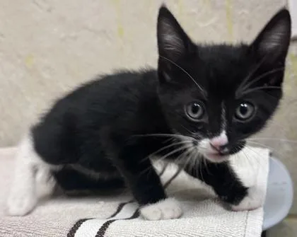 A baby small-sized male Domestic Short Hair cat named Wallace for adoption in Honolulu, HI