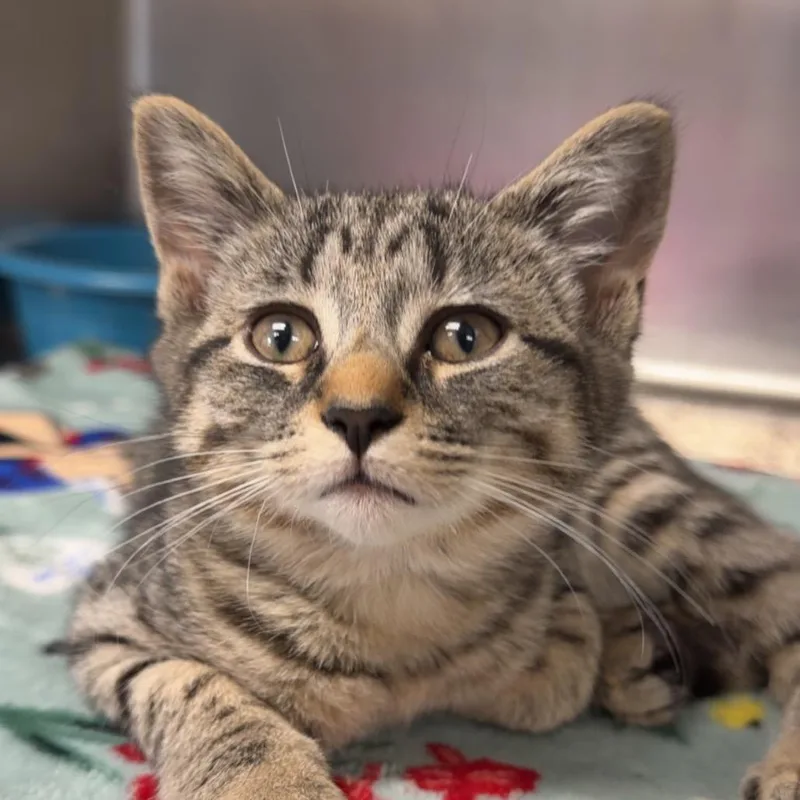 A baby small-sized female Gray / Blue / Silver Domestic Short Hair cat named Martha for adoption in Henderson, KY
