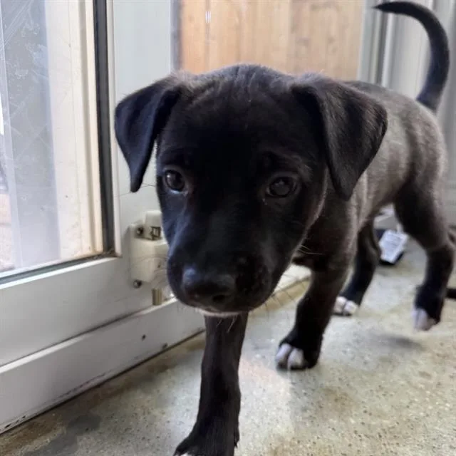 A baby medium-sized female Pit Bull Terrier dog named Molly for adoption in Camarillo, CA