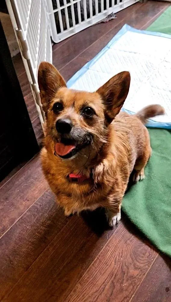 An adult small-sized female Brown / Chocolate Norfolk Terrier dog named Mattie Ginger for adoption in Colorado Springs, CO