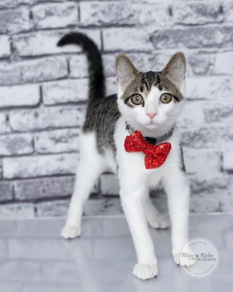 A baby medium-sized male White Domestic Short Hair cat named Arnos  read his for adoption in Tuscaloosa, AL