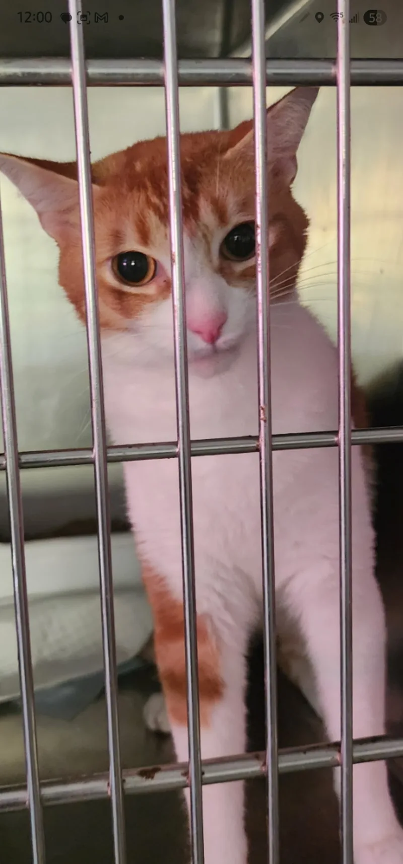 A young small-sized male Orange & White Tabby cat named Moses for adoption in Egg Harbor City, NJ