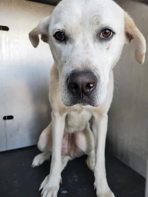 An adult large-sized female Labrador Retriever dog named Randi for adoption in San Antonio, TX