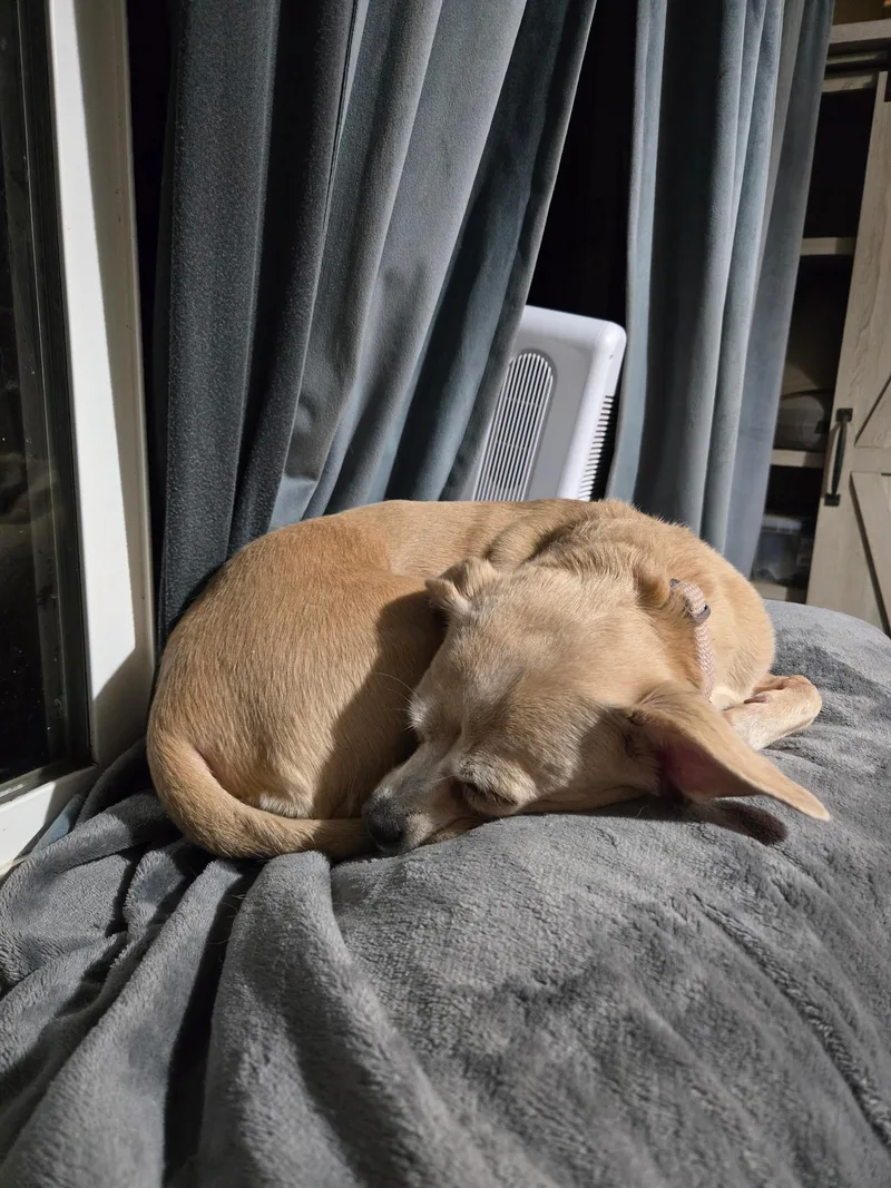 A senior small-sized female Apricot / Beige Chihuahua dog named Princess for adoption in Sheridan, OR